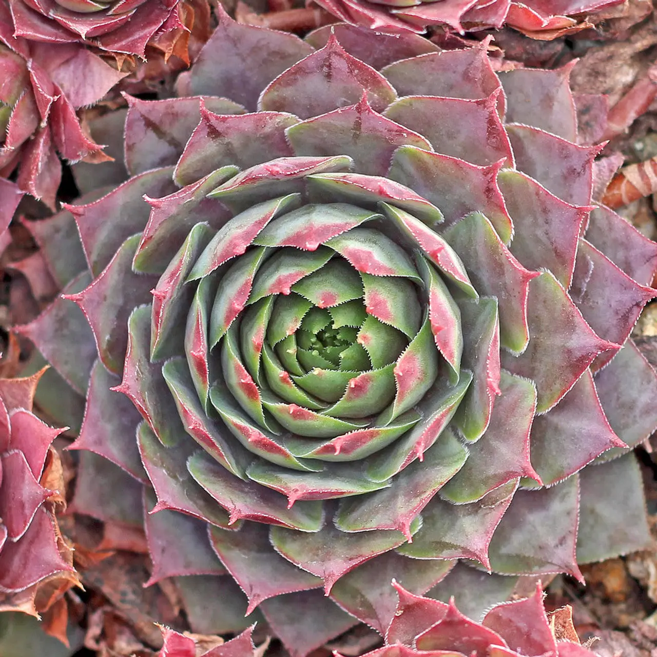 Magnificum Sempervivum Hens & Chicks Succulent - 4" pot