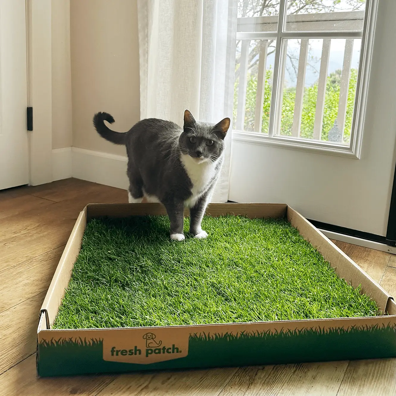 Fresh Patch REAL GRASS for Cats (Large Size)