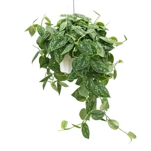 Pothos Picta, 6 inch pot, beginner friendly