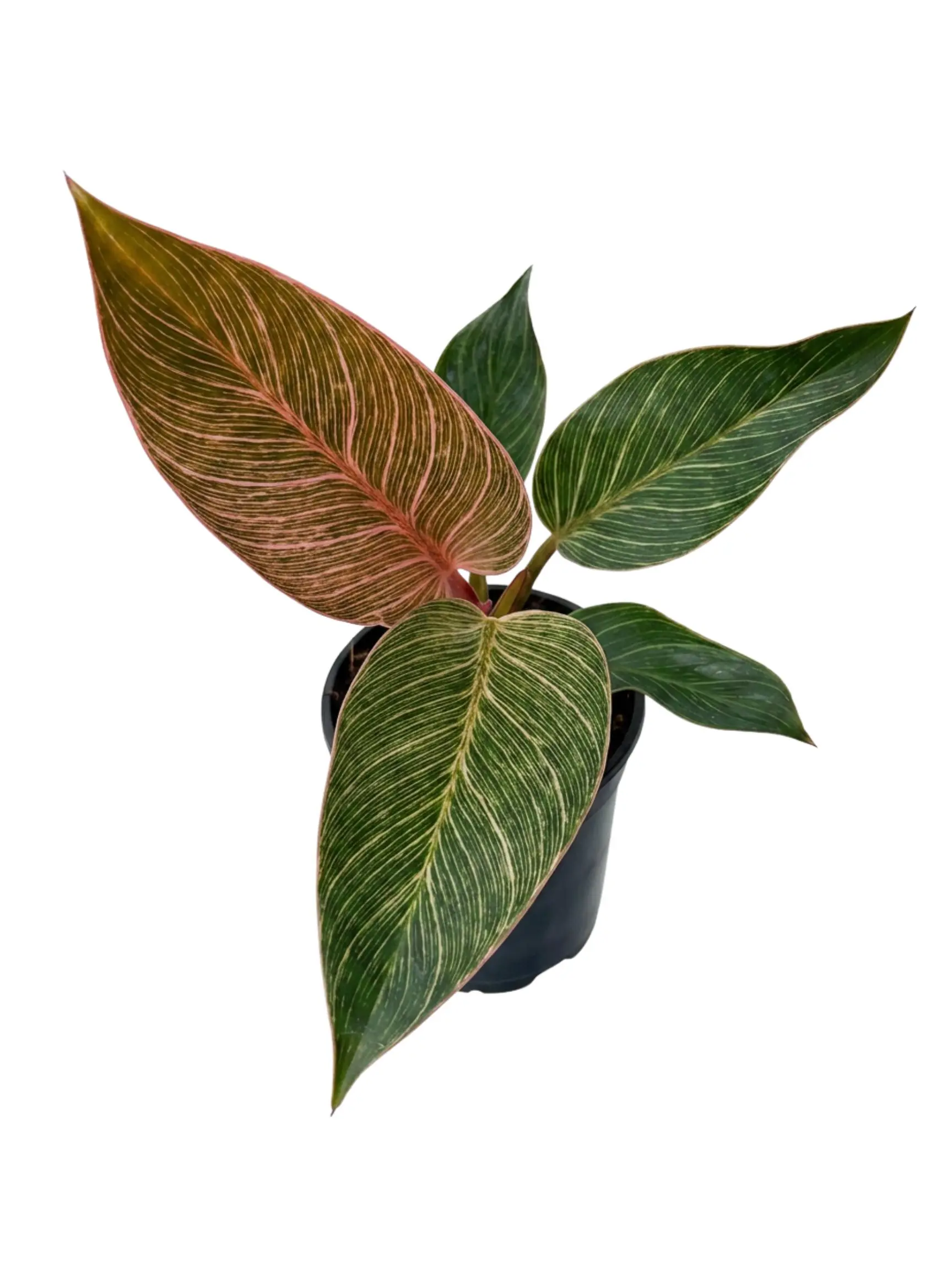 4" Philodendron Pink Birkin – Pink & Cream Variegated Philodendron