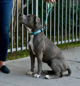 Sleepypod Traffic Leash
