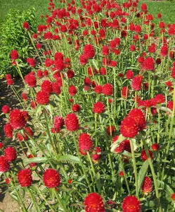 50 Strawberry Fields Globe Amaranth Flower Seeds