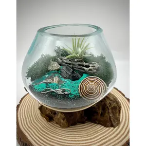 Beachy Air Plant Terrarium Kit, Sea Scape Design with Hand-Blown Glass & Natural Wood Base, Seashell Table Centerpiece, Coastal Home Decor
