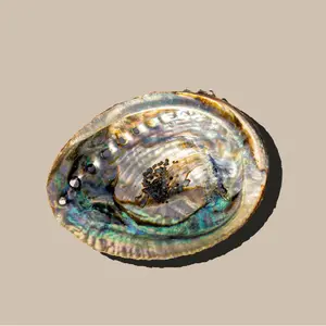 ABALONE SMUDGE SHELL