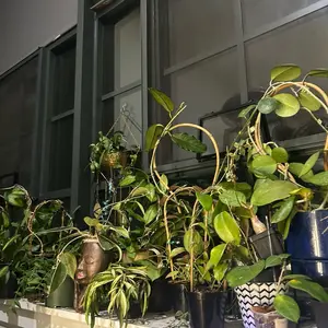 Mystery Plant
