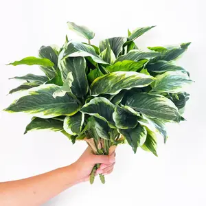 6PCS Artificial Tropical Green Plants – 15.75 Inch Faux Hosta Plants, UV Resistant Green Leaf Stems for Porch, Patio, Balcony, Garden Planters, Home, Office, or Indoor Decoration