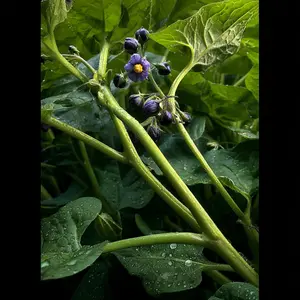 Black Nightshade Seeds 200pcs for Planting Solanum Nigrum Hierba Mora Seeds Ideal for Gardening All Seasons