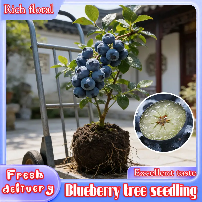 Bare Root Blueberry Tree Sapling, Sweet Juicy Edible Berry Live Plant, High Yield Cold Hardy Fruit Shrub, Suitable for Balcony Pot & Backyard Orchard, Fast Fruiting Bare Root Blueberry Seedling