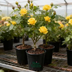 Yellow rose potted seedlings with bright and beautiful petals, cold-resistant and dry-resistant, suitable for beginners to plant