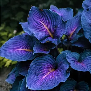 Blue Hosta Seeds - 800 Rare Shade Garden Flowers for Easy Grow Perennials - Ideal for Indoor & Outdoor Planting - Summer Thriving Versatile Choice