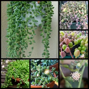 Gorgeous String of Watermelons Senecio Herreanus Succulent Starter Plant Rooted & Established