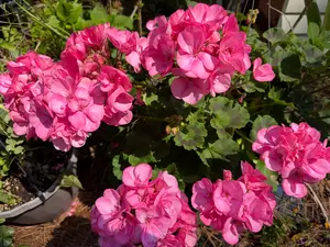 Pink Geraniums
