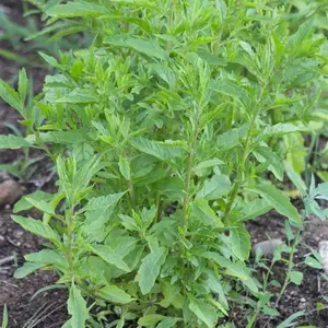 Organic Epazote Seeds (Dysphania ambrosioides) – Aromatic heirloom herb for bold cooking, teas & traditional uses; easy, vigorous growth in any garden