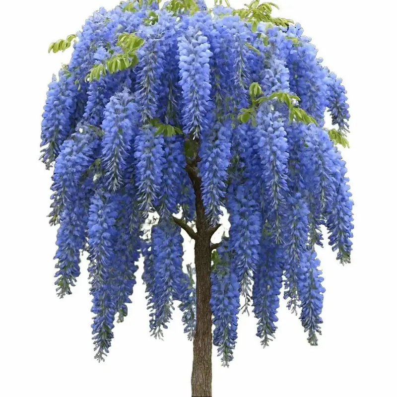 blue chinese wisteria tree - TikTok Shop