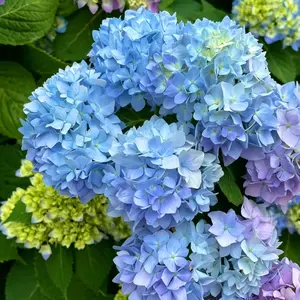 30 pcs Perennial ornamental , durable growth for years of viewing Purple Hydrangea Seeds - Beautiful and Hardy Perennial  for Your Garden fragrant