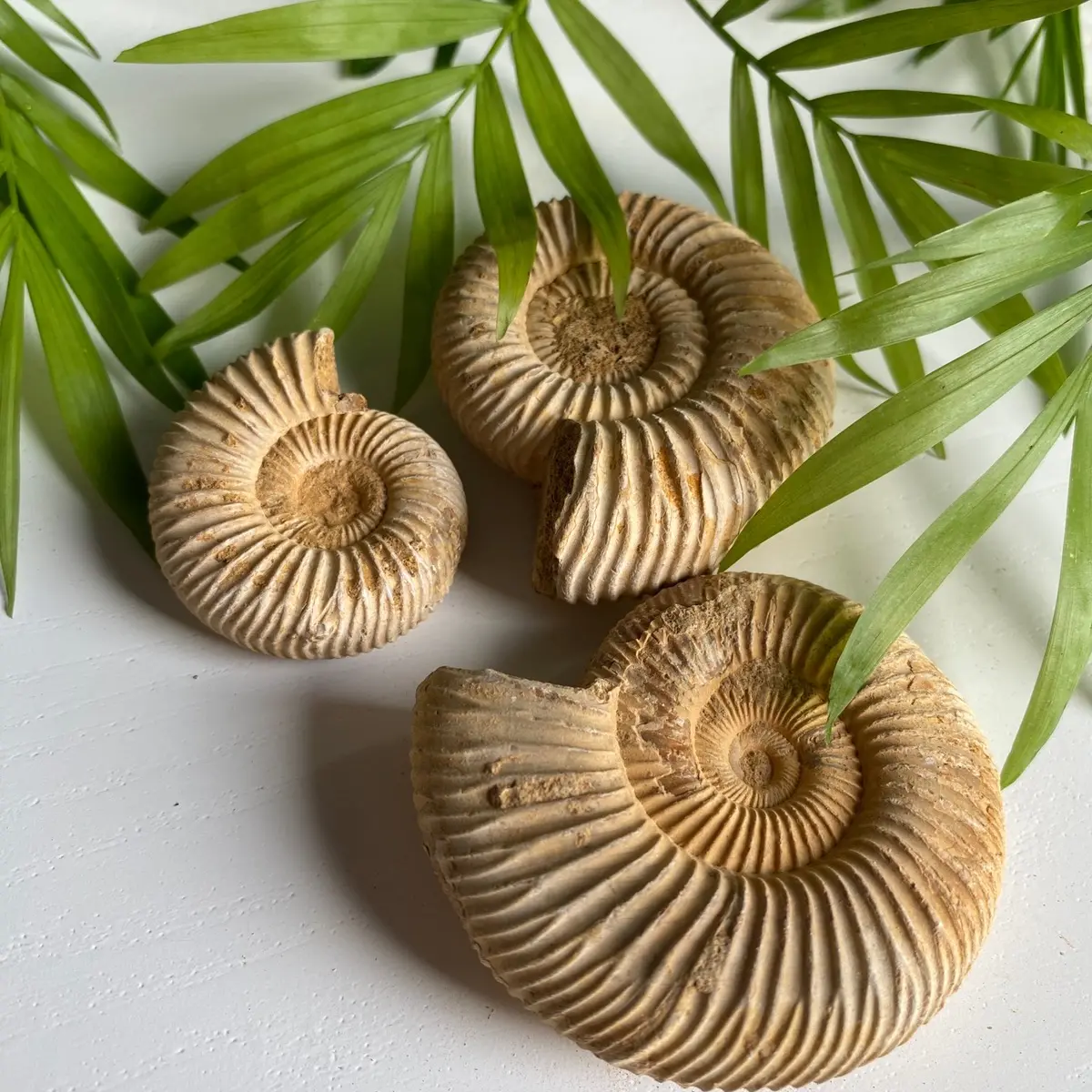Ammonite Fossil- Unique aquarium decor- Perfect gift for new and seasoned aquarist!