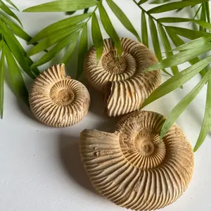 Ammonite Fossil- Unique aquarium decor- Perfect gift for new and seasoned aquarist!