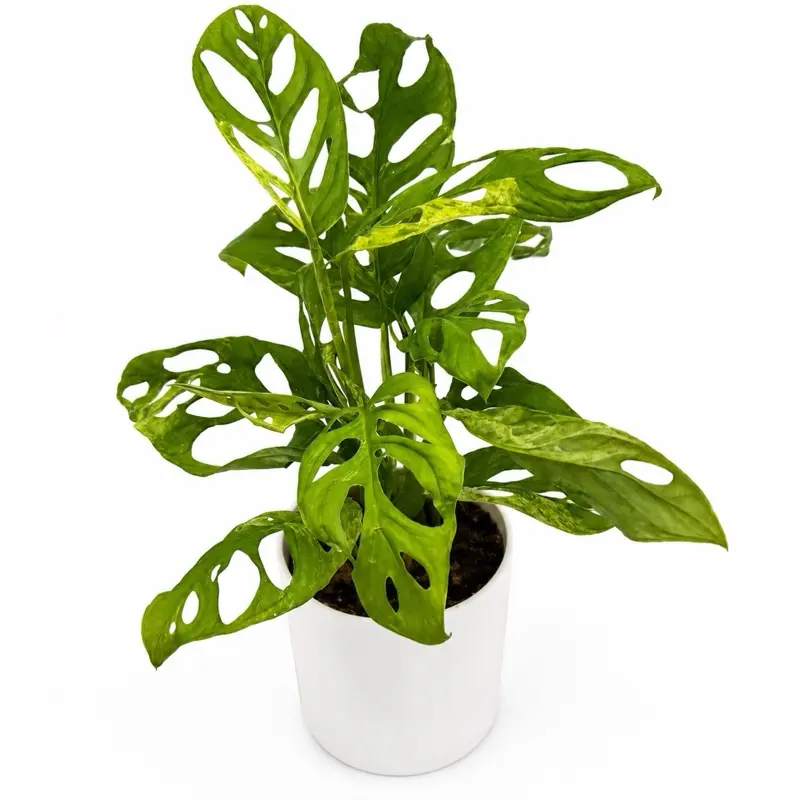 Monstera Adansonii 6” pot  *low color  Rare Plant Collectors Plant for Home Garden