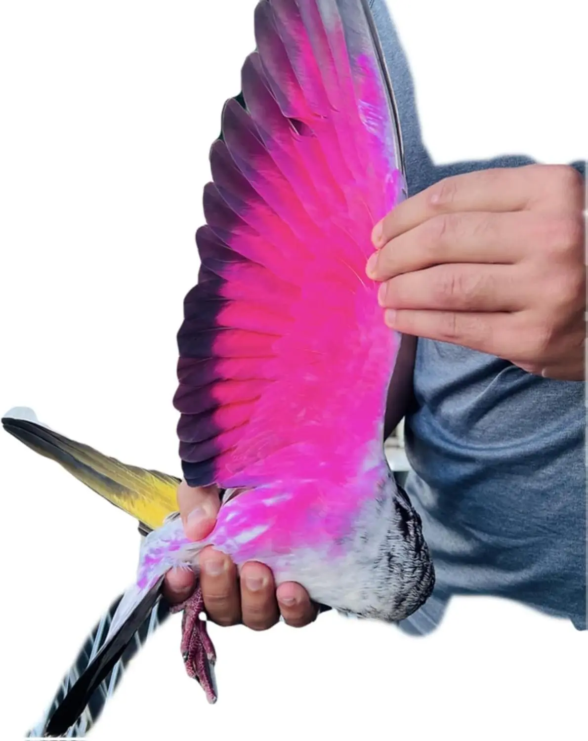 2-Pack Solid Neon Bird Grooming Paint for Sports Pigeons, GT Spain Bright Look Decoration Paint, Easy-Apply Blue Neon Pet Supplies for Avian Grooming