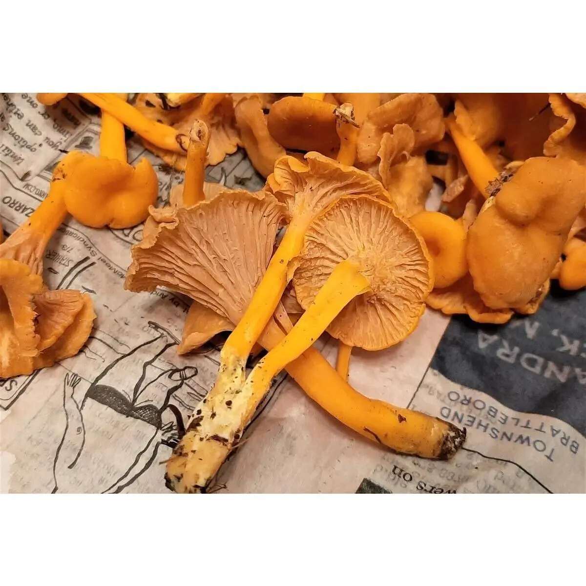 Funnel Chanterelle Yellow FT Mushroom Seeds in Sawdust Bag - 5gal Mushroom Slurry for Garden Use