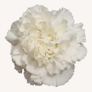 Carnation Standard White - 150 Stems Fresh -70cm Long-lasting Blooms for Weddings Anniversaries Home Decor Elegant Fresh Flowers