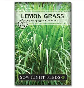 Sow Right Seeds - Lemon Grass Seed for Planting - Non-GMO Heirloom Packet with Instructions for Easy Planting and Growing an Herb Garden - Indoor or Outdoors - Delicious Culinary Herb (1)