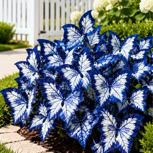 800pcs Butterfly Leaf Hosta Seeds Unique Resembling Butterfly Wings Shade Loving Perennial for Garden Borders Landscaping