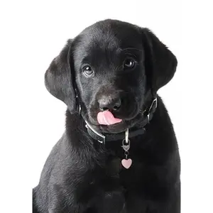 Rose Quartz Heart Pet Collar Charm – Pink Crystal Pet Accessory for Dogs & Cats