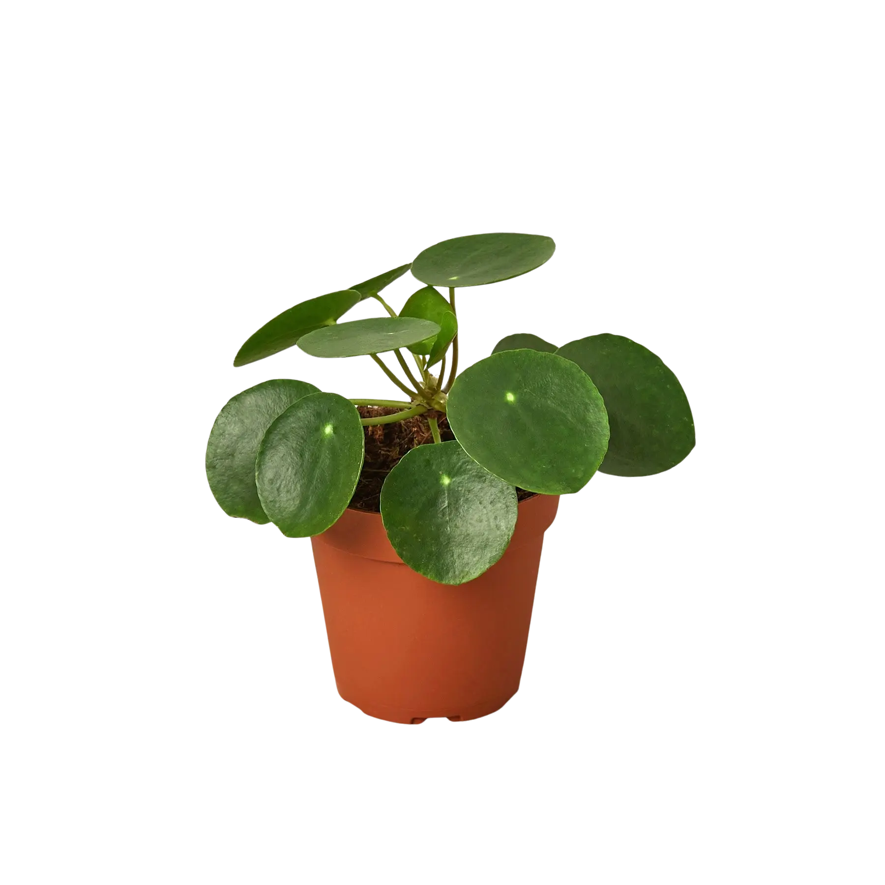 Pilea Peperomioides 'Chinese Money Plant', Friendship Plant, Live Houseplant, Indoor Plant