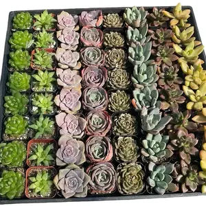 Assorted Mini Succulents - Real Living Succulents 2” Pots - Beginner Succulents - Garden