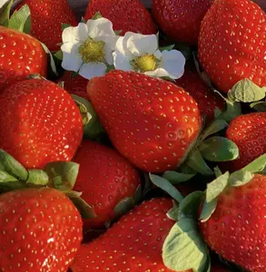 300 Giant Strawberry Seeds - Sweet, Juicy, Non-GMO - High Yield & Easy Grow - Perfect for Home Gardens