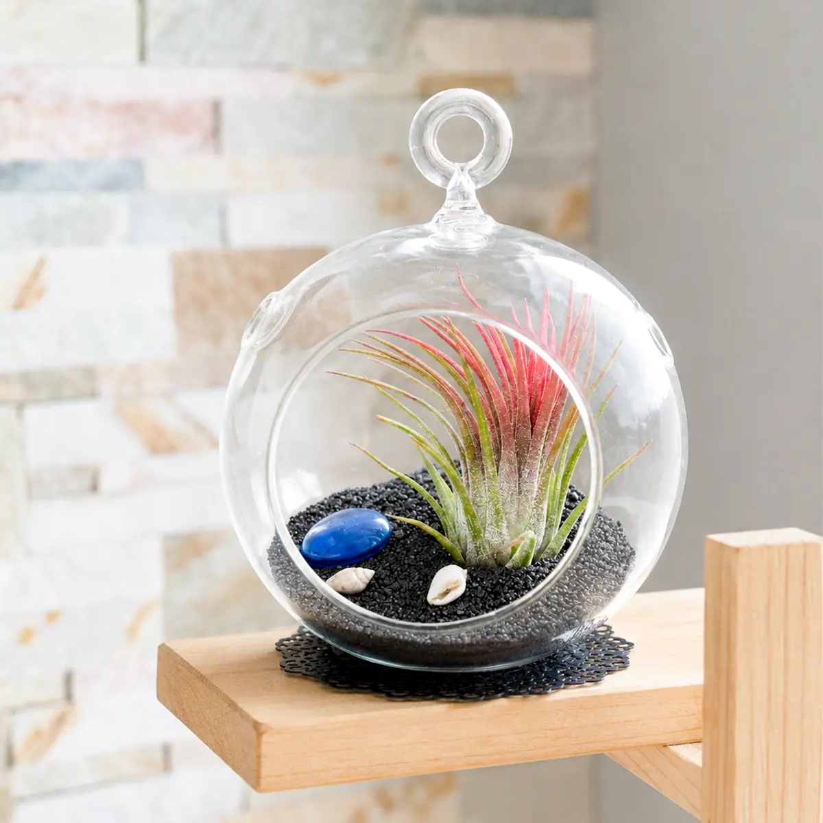 Air Plant Flat Bottom Hanging Terrarium (Black Beach)