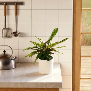 Calathea Rattlesnake