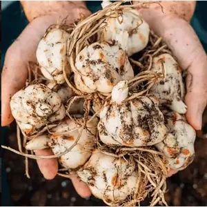 High quality angel bulbs hardy perennial, annual flowering, balcony bonsai