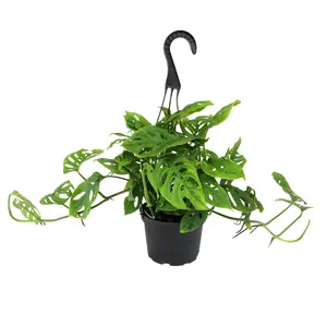 Swiss Cheese Monstera Hanging Basket: Unique Hanging Vine with Fenestrated Leaves - (6” Hanging Pot) – Easy Plant Care - Low Light Tolerant Plants – Monstera adansonii – Low Maintenance House Plants
