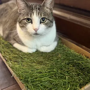 Kitty Lawn Real Grass Cat Window Perch – Natural Indoor Lounger for Cats | Your Cat’s Backyard in a Box - 24x9 Inch - USA Grown