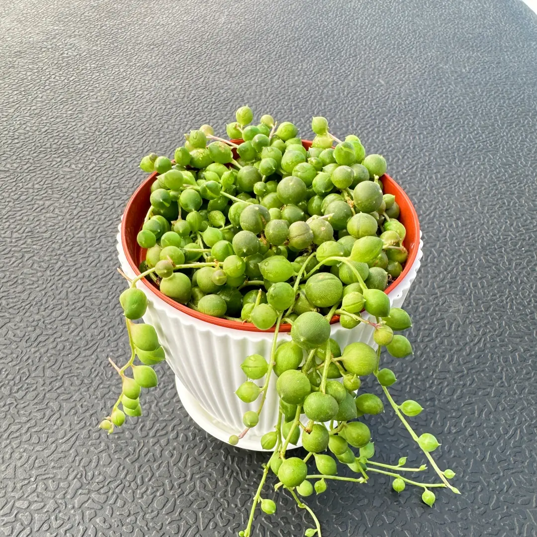 String of pearls with White Planter