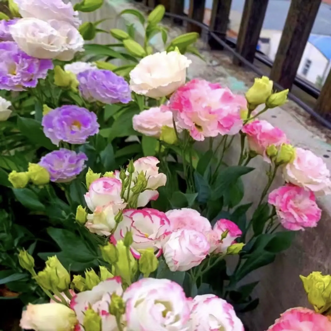 800+ pcs Mixed Color Thornless Rose Seeds Eustoma/Lisianthus Grandiflorum Thronl...