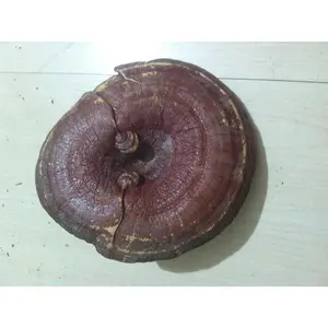 1 oz. Reishi Mushroom (Ganoderma lucidum) Organic &amp; Kosher China