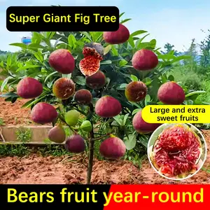 Super Giant Fig Tree Seeds - The Sweetness of a Peach in Every Bite