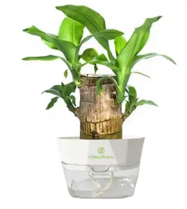 Lucky Brazilian Wood Mini Hydroponic Plant | 2026 New Desktop Décor | Plastic Tray | Optional Nutrient Solution Set