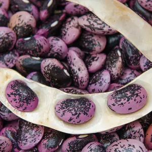 Scarlet Emperor Runner Bean Organic Seeds (Phaseolus coccineus) Vigorous heirloom with bright red flowers and tender pods. Dual-purpose for food and ornamental use. Loved by pollinators and cooks alike.