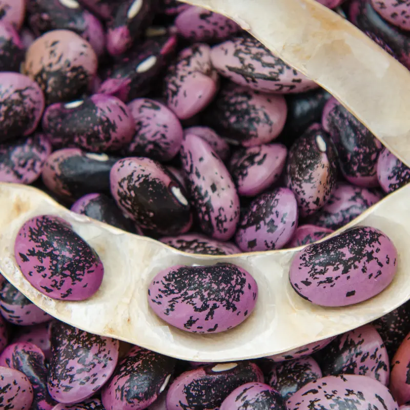 Scarlet Emperor Runner Bean Organic Seeds (Phaseolus coccineus) Vigorous heirloom with bright red flowers and tender pods. Dual-purpose for food and ornamental use. Loved by pollinators and cooks alike.