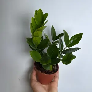 ZZ Plant 4" Low Light Houseplant Unique Leaves Easy Care Indoor Decorative Greenery for Beginners Minimal Maintenance Water Sparingly