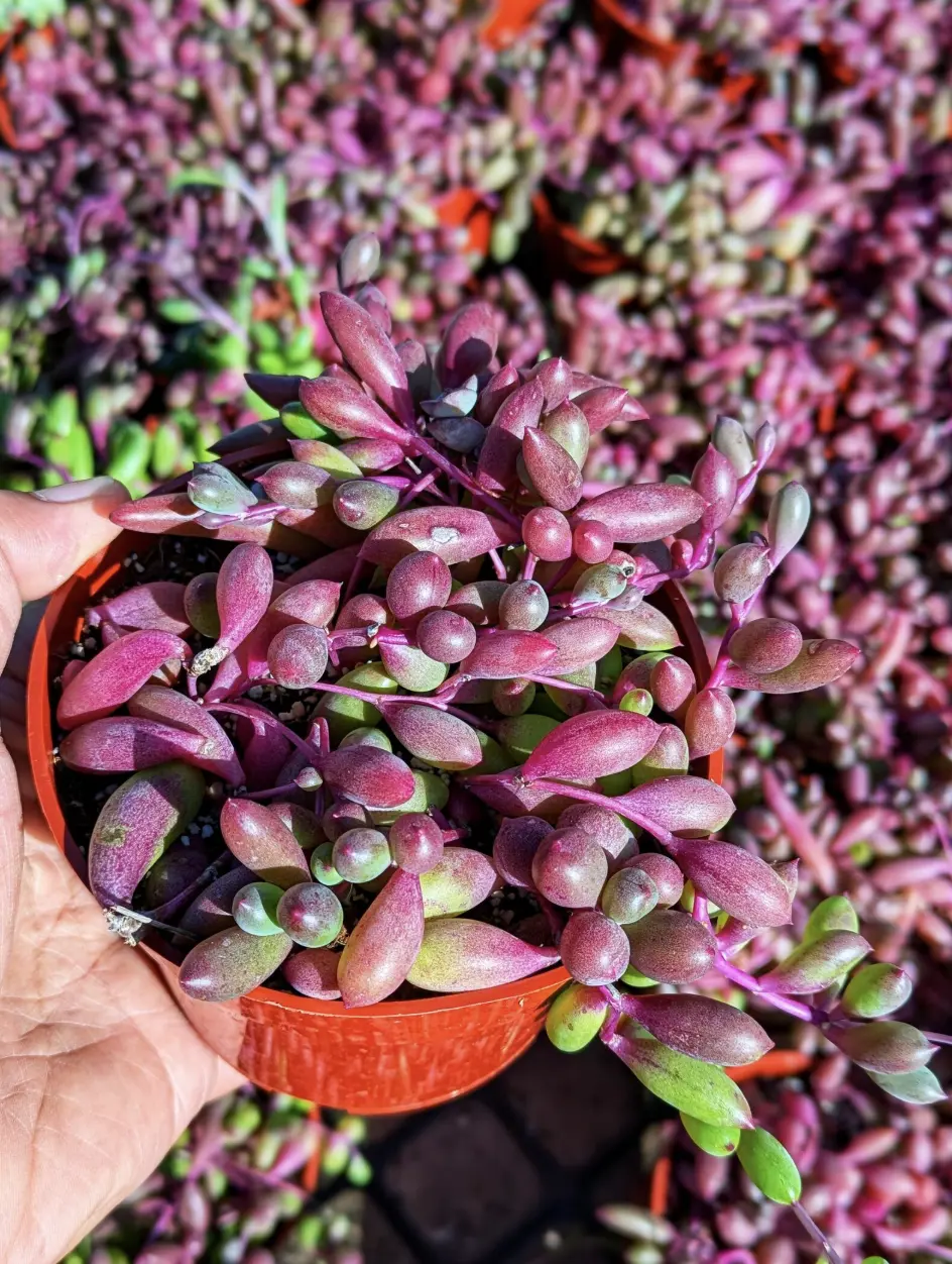 Ruby Necklace Succulent, 4" Potted Succulent, Drought Tolerant