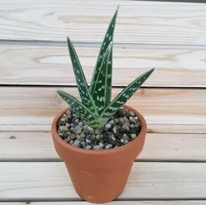 DIY Succulent terracotta 3.5" pot kit