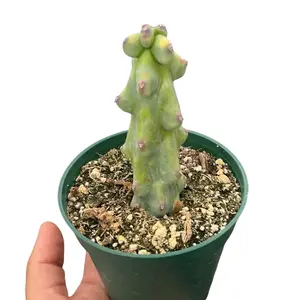 Boobie Cactus Plant | 4” Boobie Cactus Plant | 4”