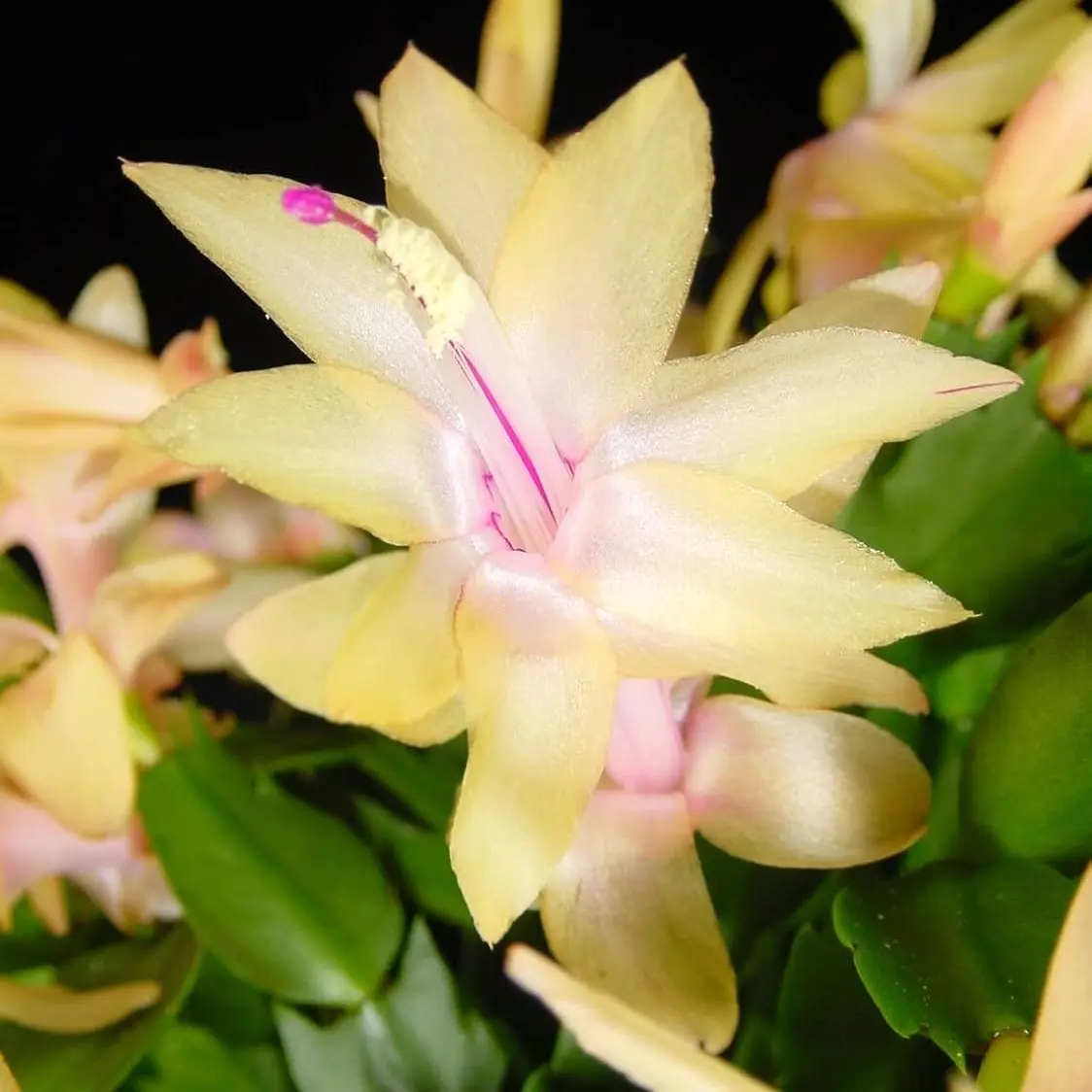 Yellow Christmas Cactus - 3''Pot Starter Plants - Holiday Cactus