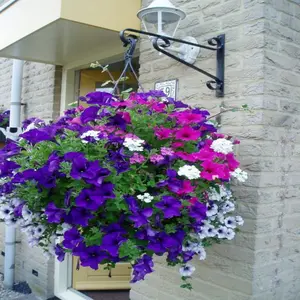 1000+ Mix Petunia Seeds for Planting Mixed Rainbow Color Bonsai Bonsai Hanging Petunia Seeds for Outdoor Container, Basket, or Pot Flowers Fresh Garden Seeds