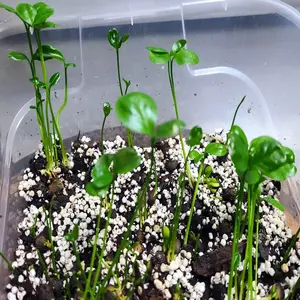 3-(Citrofortunella micro) Seedlings Rare Orange-Lime-Lemon Calamansi Fruit Tree